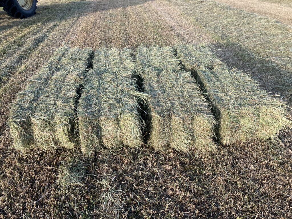Small Bale Hay Yorkshire